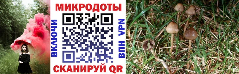 Галлюциногенные грибы Cubensis  Могоча 